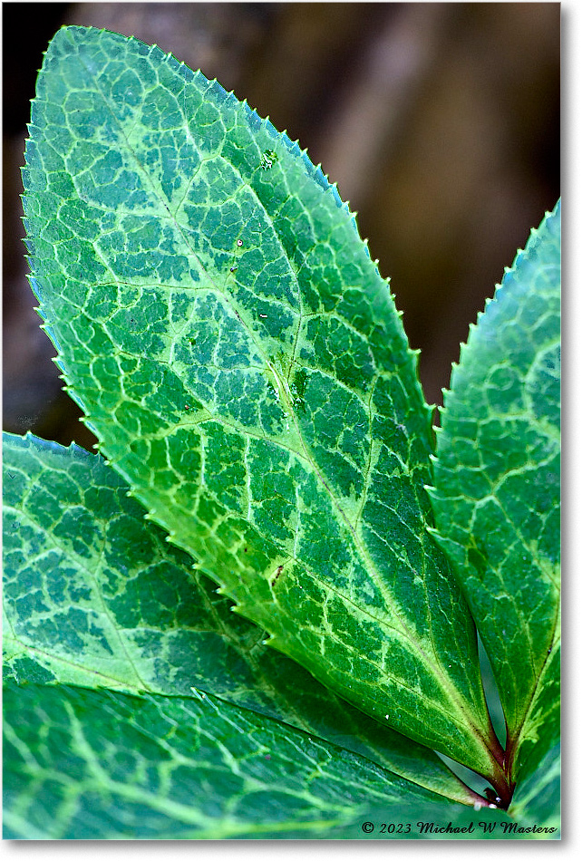 Impatiens_Backyard_2023Jul_R5B12156 copy